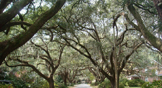 Avenue of Oaks